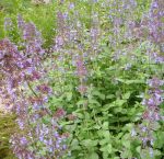 Zitronen-Katzenminze Odeur Citron (Nepeta racemosa Odeur Citron)