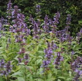 Hohe Katzenminze Manchu Blue (Nepeta manchuriensis Manchu Blue)
