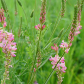 Sand - Esparsette (Onobrychis arenaria)
