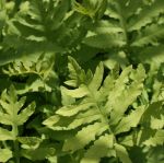 Perlfarn (Onoclea sensibilis)