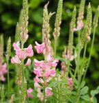 Esparsette (Onobrychis vicifolia)