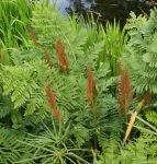 Königsfarn (Osmunda regalis)