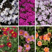 Polster-Stauden Kollektion