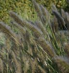 Lampenputzergras (Pennisetum alopecuroides var. viridescens)