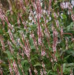 Kerzen-Knöterich Roseum (Bistorta amplexicaulis; syn. Persicaria amplexicaule Roseum)