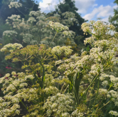 Hirschwurz-Haarstrang (Peucedanum cervaria)