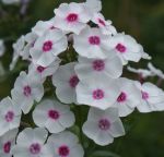 Hoher Sommer-Phlox Graf Zeppelin (Phlox paniculata)