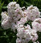 Hoher Sommer-Phlox Monica Lynden Bell (Phlox paniculata)