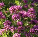 Rosenwaldmeister (Phuopsis stylosa Purpurglut)