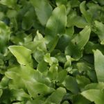 Hirschzungenfarn (Asplenium scolopendrium, Phyllitis scolopendrium)