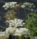 Bibernelle (Pimpinella saxifraga)