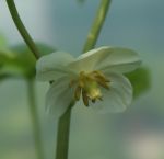 Maiapfel (Podophyllum peltatum)