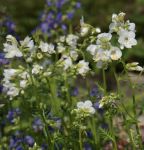 Weiße Jakobsleiter (Polemonium caeruleum Album)