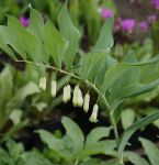 Salomonsiegel (Polygonatum inflatum)