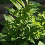 Vielblütiger Salomonsiegel Ramoissimum (Polygonatum multiflorum Ramosissimum)