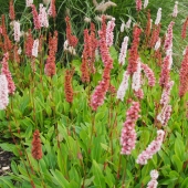 Teppich-Knöterich Dimity (Persicaria affine; syn. Bistorta affine Dimity)