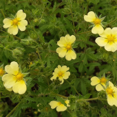 Hohes Fingerkraut (Potentilla recta)