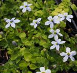 Gaudich, Blauer Bubikopf (Pratia pedunculata, Isotoma fluviatilis)