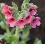 Rotes Lungenkraut Redstart (Pulmonaria rubra Redstart)