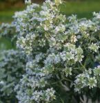 Amerikanische Bergminze (Pycnanthemum pilosum)