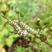 Die kleine Raupe Nimmersatt - Stauden als Raupenfutter
