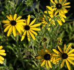Missouri-Sonnenhut (Rudbeckia missouriensis)