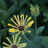 Filziger Sonnenhut Little Henry (Rudbeckia subtomentosa Little Henry)
