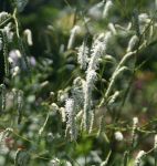 Hoher Wiesenknopf All Time High (Sanguisorba tenuifolia All Time High)