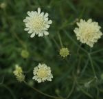 Gelbe Skabiose Moondance (Scabiosa ochroleuca Moondance)