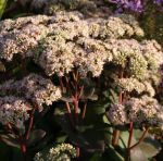 Hohe Fetthenne Matrona (Hylotelephium telephium; Sedum telephium Matrona)