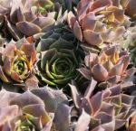 Hauswurz Crimson Velvet (Sempervivum hybride)