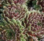 Hauswurz King George (Sempervivum hybride)