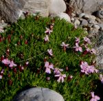 Zwerg-Leimkraut (Silene acaulis)