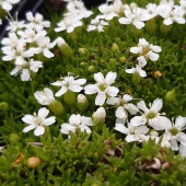 Zwerg-Leimkraut Alba (Silene acaulis Alba)
