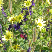 Behaarte Kompasspflanze (Silphium mohrii)