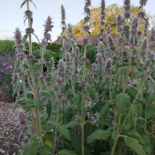 Deutscher Ziest (Stachys germanica)
