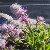 Lavendelblättriger Ziest (Stachys lavandulifolia)