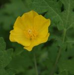 Schöllkrautmohn (Stylophorum diphyllum)