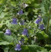 Steinglocke (Symphyandra zanzegur)