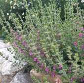 Immergrüner Edel-Gamander (Teucrium x lucidrys)