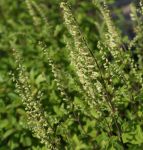 Salbei-Gamander, Wald-Gamander (Teucrium scorodonia)