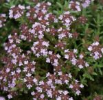 Echter Thymian Standard Winter (Thymus vulgaris)