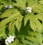 Fieberwurz (Triosteum pinnatifida)