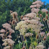 Echter Baldrian (Valeriana officinalis)