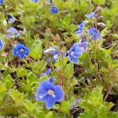 Gamander Ehrenpreis (Veronica chamaedrys)