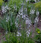 Enzianblättriger Ehrenpreis (Veronica gentianoides)