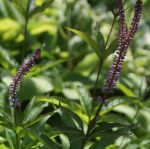 Kandelaber-Ehrenpreis Cupid (Veronicastrum virginicum Cupid)