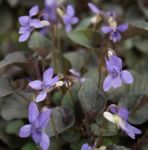Labrador-Veilchen Purpurea (Viola labradorica Purpurea)