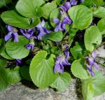 Duftveilchen (Viola odorata)