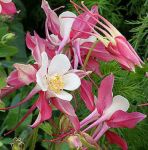 Akelei Rose Queen (Aquilegia caerulea Rose Queen)